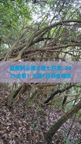 益阳到云南大理七日游
