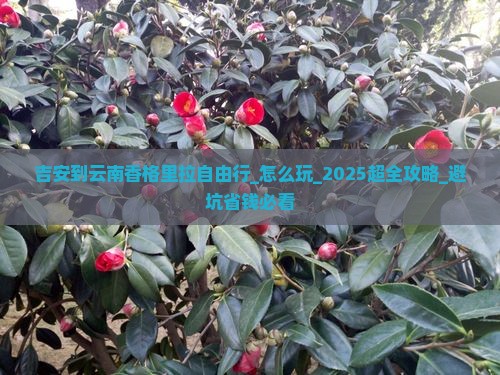 吉安到云南香格里拉自由行 吉安到云南香格里拉自由行