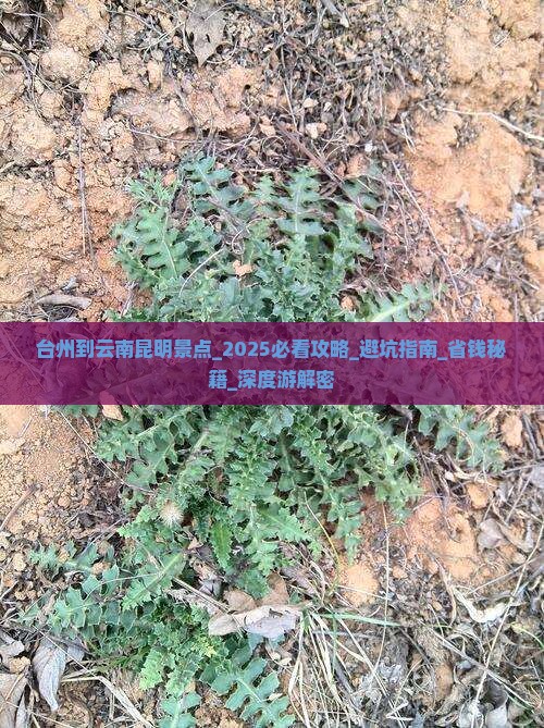 台州到云南昆明景点